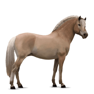 poni shetland bayo cereza