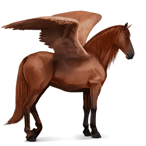pegaso de montar pura raza española gris ratón