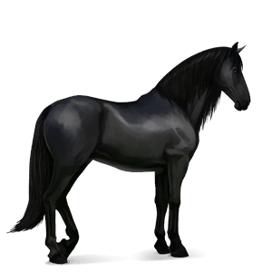 caballo de montar kwpn bayo