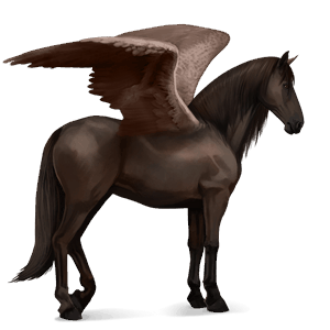 pegaso de montar shagya arabian gris trucha