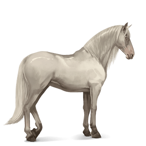 caballo de montar peruano de paso gris ratón
