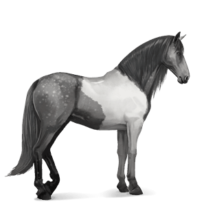 caballo de montar peruano de paso gris tordo