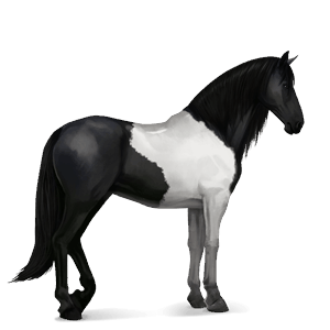 caballo de montar gypsy vanner negro