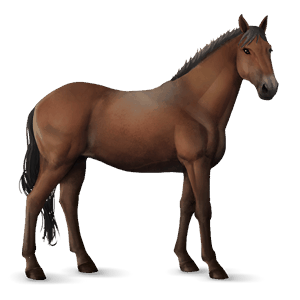caballo de montar donskaya bayo