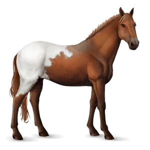 caballo de montar knabstrupper blanket alazán