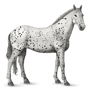 caballo de montar shagya arabian gris tordo