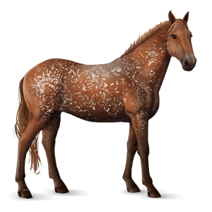 caballo de montar cuarto de milla bayo cereza