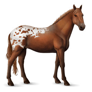 caballo de montar knabstrupper appaloosa alazán moteado