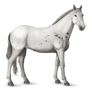 caballo de montar lipizzan gris tordo