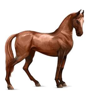 caballo de montar marwary bayo