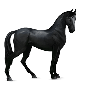 caballo de montar negro