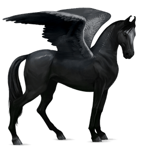 pegaso de montar marwary pío overo negro