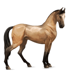 caballo de montar pura raza española bayo cereza