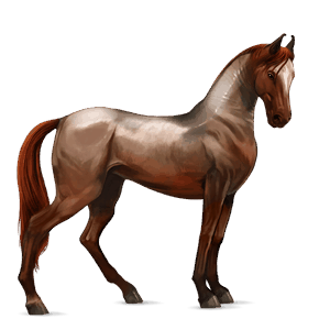 caballo de montar marwary alazán crines lava