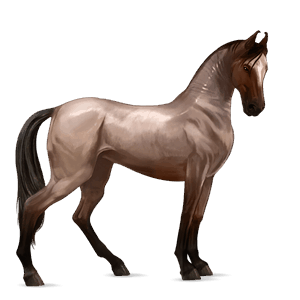caballo de montar marwary negro