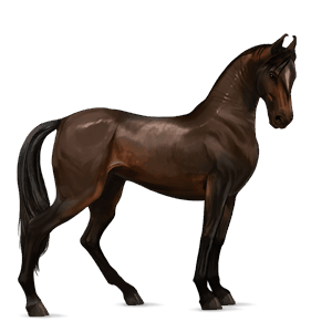 caballo de montar berberisco bayo tostado