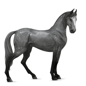 caballo de montar marwary negro