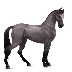 caballo de montar peruano de paso gris ratón