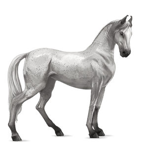 caballo de montar marwary pío tobiano isabelo