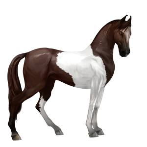 caballo de montar marwary pío tobiano alazán tostado