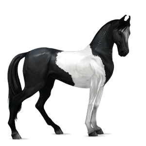 caballo de montar marwary negro