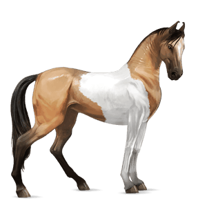 caballo de montar shagya arabian gris claro