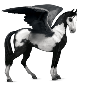 pegaso de montar pura raza española negro