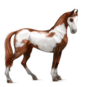 caballo de montar pinto pío alazán overo