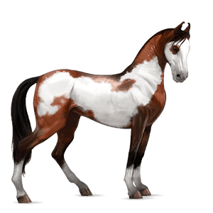 caballo de montar tennessee walker bayo cereza