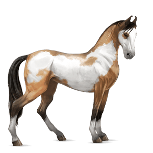 caballo de montar gypsy vanner pío tobiano bayo cereza