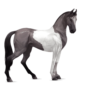 caballo de montar peruano de paso gris tordo
