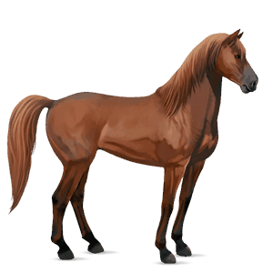 caballo de montar tennessee walker bayo