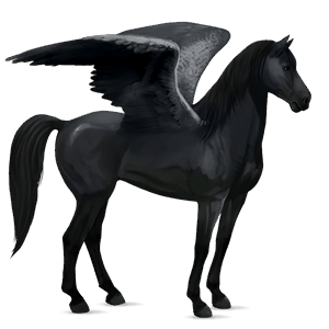 pegaso de montar peruano de paso negro