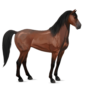 caballo de montar lusitano gris tordo