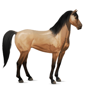 caballo de montar Árabe negro
