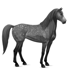 caballo de montar lusitano gris tordo