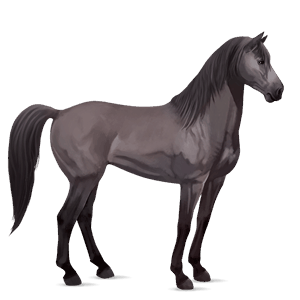 caballo de montar peruano de paso gris ratón