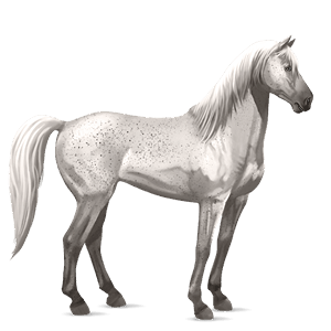 caballo de montar akhal-teke bayo