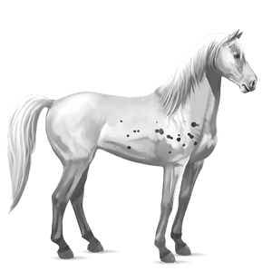 caballo de montar mustang algunas manchas