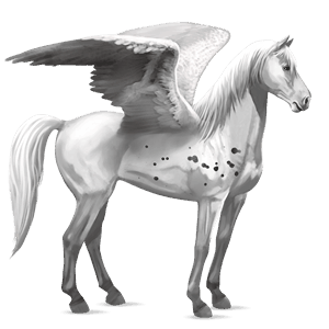 pegaso de montar kwpn gris claro