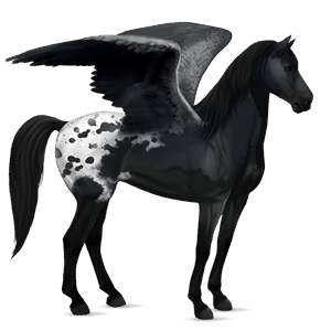 pegaso de montar pura raza española negro