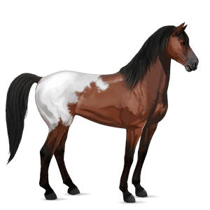 caballo de montar blanket bayo cereza