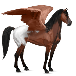 pegaso de montar nokota negro