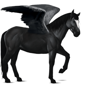 pegaso de montar nokota negro