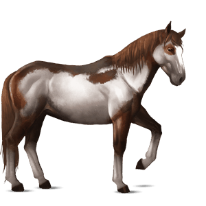caballo de montar gypsy vanner pío tobiano gris tordo