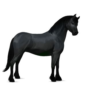 poni shetland bayo cereza