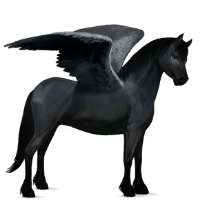poni pegaso fjord brunblakk