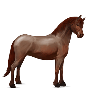 poni conemara gris claro