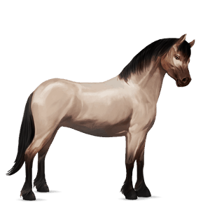 poni conemara bayo tostado