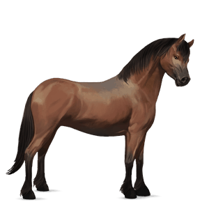 poni chilote bayo